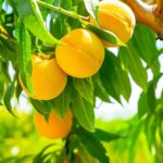 Peach Oom Sarel Tree 50lt