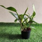 Philodendron Hastatum Common Name: Silver Sword Philodendron