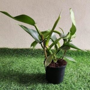 Philodendron Hastatum Common Name: Silver Sword Philodendron