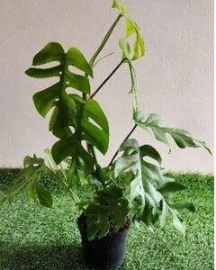 Philodendron Minima 14cm Pot