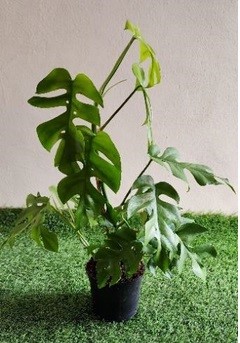 Philodendron Minima 14cm Pot