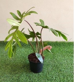 Philodendron Pedatum ‘Mayoi’