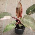 Philodendron Pink Princess 14cm Pot