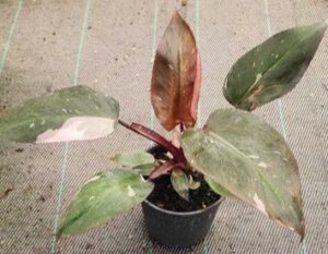 Philodendron pink princess Philodendron Pink Princess 14cm Pot