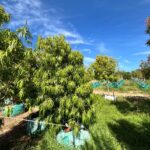 Podocarpus Henkelii 250lt