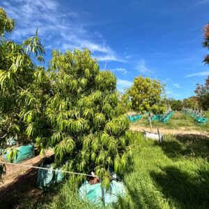 Podocarpus Henkelii 250lt