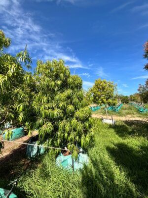 Podocarpus Henkelii 250lt