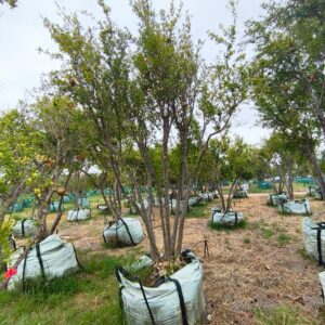 Pomegranate Bhagwa 500lt