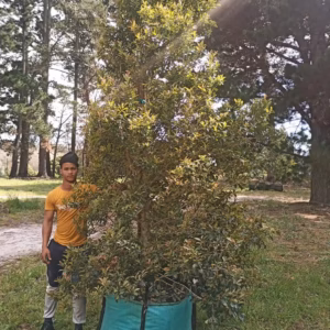 Syzygium Paniculatum 250lt (Eugenia) Syzygium Paniculatum 250lt (Eugenia)