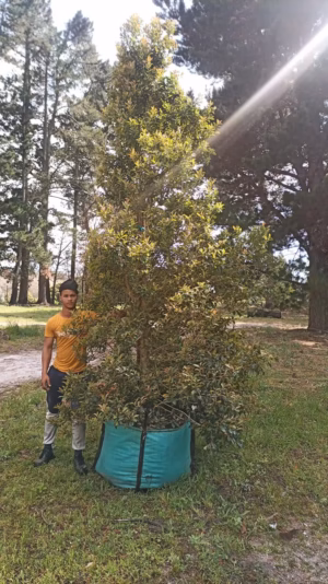 Syzygium Paniculatum 250lt (Eugenia)