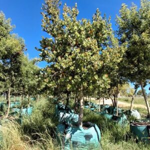 Syzygium Cordatum 500lt