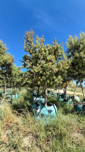 Syzygium Cordatum 500lt