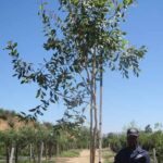 Syzygium Guineense 100lt Common Name: Waterpear