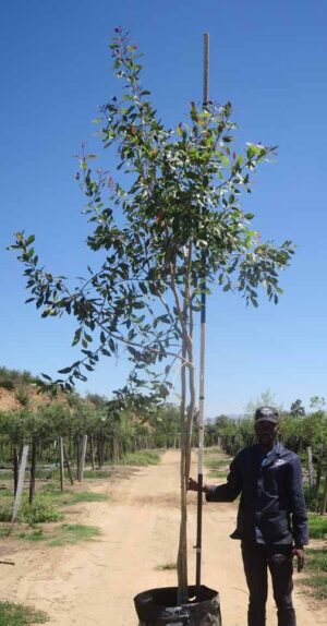 Syzygium Guineense 100lt Common Name: Waterpear