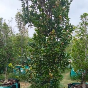 Syzygium Paniculatum 250lt (Eugenia)