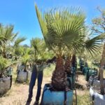 Washingtonia Robusta 250lt Common Name: Mexican Fan Palm Washingtonia Robusta 250lt Common Name: Mexican Fan Palm