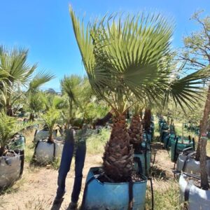 Washingtonia Robusta 250lt Common Name: Mexican Fan Palm
