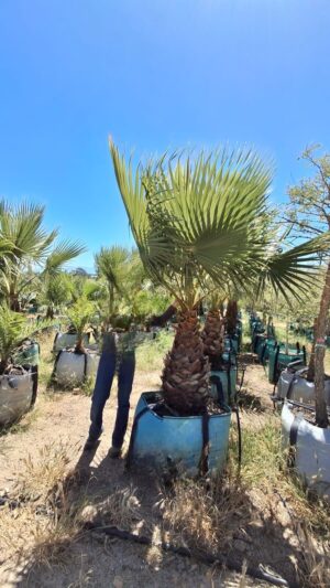 Washingtonia Robusta 250lt Common Name: Mexican Fan Palm