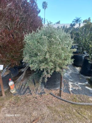 Rhagodia Hastata 50lt Common Name: Salt Bush