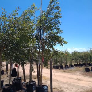 Syzygium Guineense 100lt Common Name: Waterpear Syzygium Guineense 100lt Common Name: Waterpear