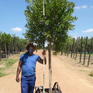 Combretum Erythrophyllum 200lt