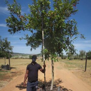 Combretum Erythrophyllum 400lt Common Name: Forest Willow, Riverbush willow