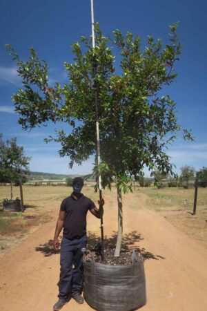 Combretum Erythrophyllum 400lt Common Name: Forest Willow, Riverbush willow