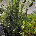 Pear Forelle Tree 50lt