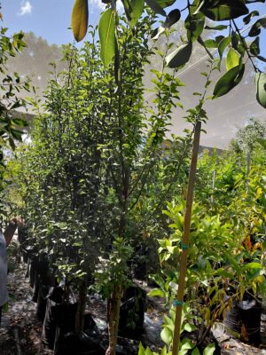 Pear Forelle Tree 50lt