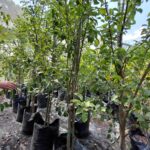 Packham Pear Tree 50lt