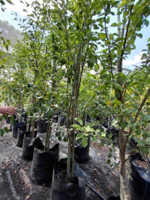 Packham Pear Tree 50lt