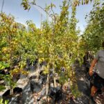 Nectarine Mayglo 50lt