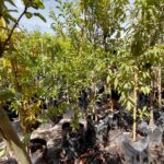 Peach Oom Sarel Tree 50lt