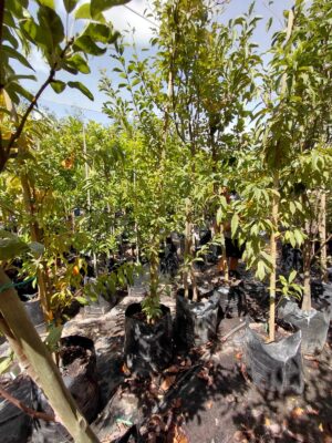 Peach Oom Sarel Tree 50lt