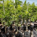 Clementina 'Nules' 50lt