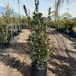 Bay Leaf Tree