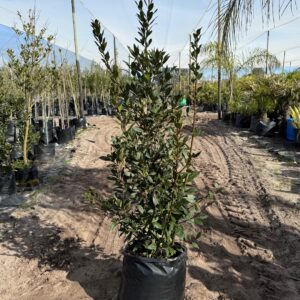Bay Leaf Tree