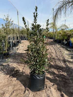 Bay Leaf Tree