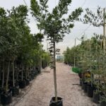 Harpephyllum Caffrum 65lt Common Name: Wild Plum