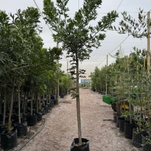 Harpephyllum Caffrum 65lt Common Name: Wild Plum Harpephyllum Caffrum 65lt Common Name: Wild Plum