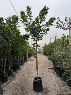 Harpephyllum Caffrum 65lt Common Name: Wild Plum