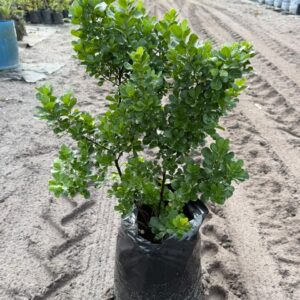 Searsia Crenata Alex (large leaf) 20lt