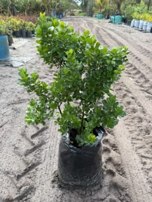 Searsia Crenata Alex (large leaf) 20lt