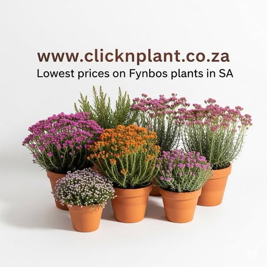 ClicknPlant nursery has the lowest retail prices on fynbos in South Africa! A nursery near me is at your fingertips when you shop online and have your order delivered! www.clicknplant.co.za