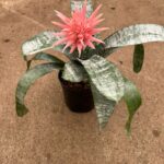 Aechmea 19cm Pot Common Name: Aechmea Bromeliad