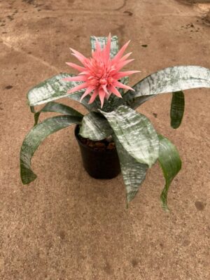 Aechmea 19cm Pot Common Name: Aechmea Bromeliad