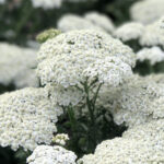 Achillea millefolium ‘New Vintage’ White 19cm Pot