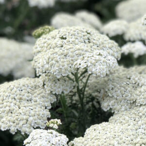 Achillea millefolium ‘New Vintage’ White 19cm Pot