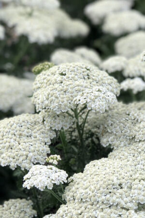 Achillea millefolium ‘New Vintage’ White 19cm Pot