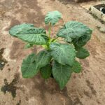 Elephants Ear "Rubra" 30cm Pot